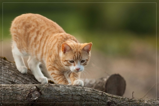 2012-05-16 / irish_mike
Par irish_mike dans [ Animaux de compagnie ]
