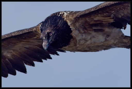 2013-03-11 / lolo26
lolo26  [ Faune sauvage ]
