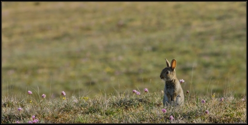 2013-05-08 / lolo26
lolo26 [faune sauvage]

