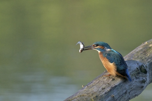 Juin 2012 - dream on
Juin 2012 - dream on
