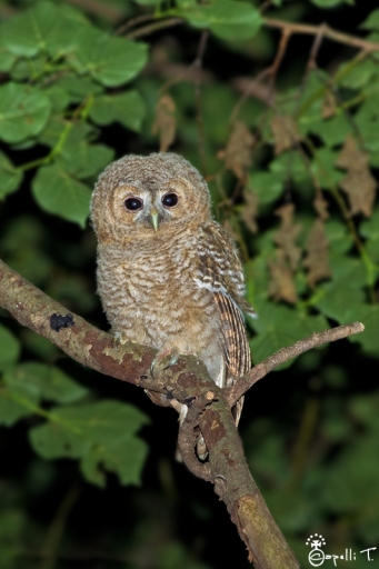 Juin 2012 - NeroPsylo
Juin 2012 - NeroPsylo
