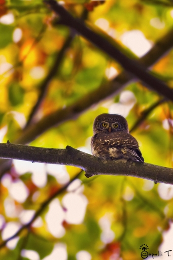 Octobre 2012 - NeroPsylo
Octobre 2012 - NeroPsylo
