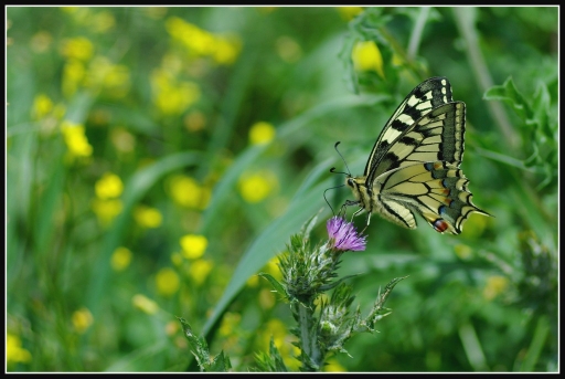 2012-04-27 / olilignan
Par olilignan dans vos series : Tair 135mm
