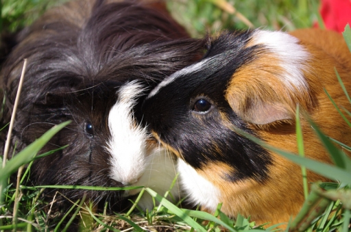 Mai 2011 - mohute
Mai 2011 - mohute
