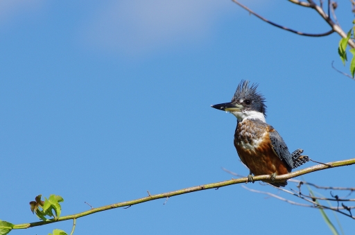 Septembre 2012 - cdr973
Septembre 2012 - cdr973
