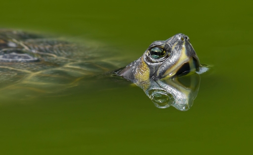 Juin 2012 - dedales
Juin 2012 - dedales
