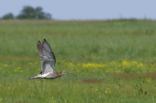2012-05-11 / Claude_41
Par Claude_41 dans [ Faune sauvage ]
