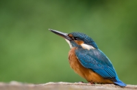 Nom du fichier=yp4h.jpg
Taille du fichier=82Ko
Dimensions : 1024x679
Ajouté le : 02 Juillet 2013 yp4h.jpg