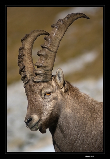 2010-11-10 / randos74
Par: randos74 - [Serie - Matinee avec les bouquetins ( K-r et K20 )]
