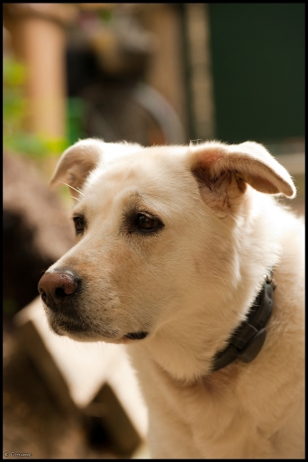 2010-11-17 / madod
Par : Madod - [Animaux de compagnie] 
