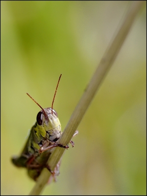 2010-09-29 / Pixel
Par : Pixel - [Macro et proxi-photo]
