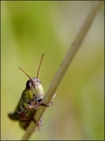 Nom du fichier=imgp3087bbff.jpg
Taille du fichier=167Ko
Dimensions : 600x800
Ajouté le : 28 Septembre 2010 imgp3087bbff.jpg