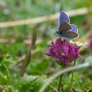 2022-09-15 Pech_les oies
Pech_les oies  [Macro et proxiphotographie nature]
