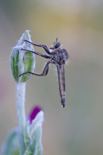 2021-07-08 papy57
papy57 [Macro et proxiphotographie nature]
