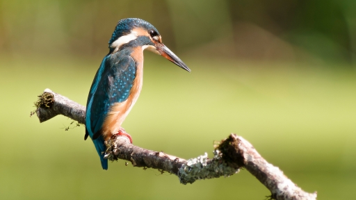 2022-08-18 Deche
Deche [Faune sauvage]
