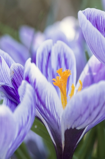 2014-03-10 / elficologue
elficologue [ Fleurs ]
