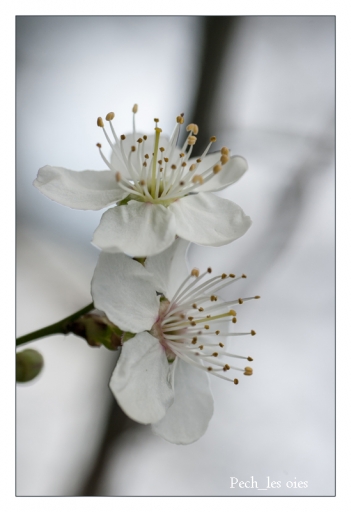 2013-03-10 / Pech_les oies
Pech_les oies [ Fleurs ]
