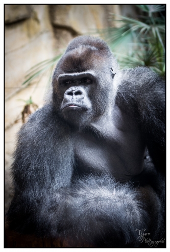 2013-04-07 / Tizoo
Tizoo  "Zoo de la Palmyre"
