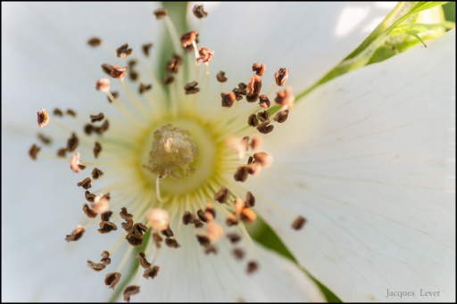 2013-05-27 / Pech_les oies
Pech_les oies [ Fleurs ]
