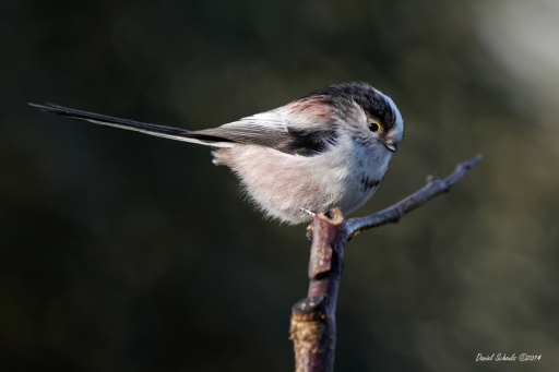 2014-03-03 / kichon78
kichon78 [ Faune sauvage ]
