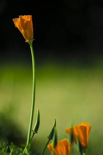 2014-03-17 / Novice
Novice [ Fleurs ]
