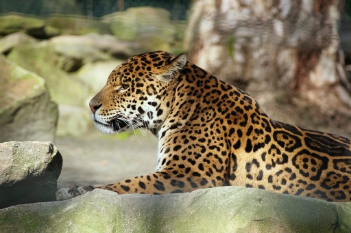 2014-04-14 / romainht
romainht " ZooParc de Beauval "
