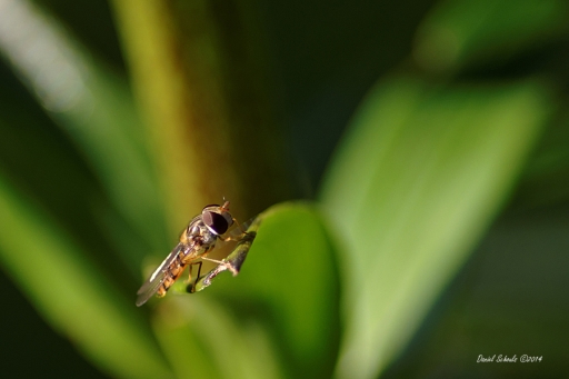 2014-06-23 / kichon78
kichon78 [ Macro et proxi-photo ]
