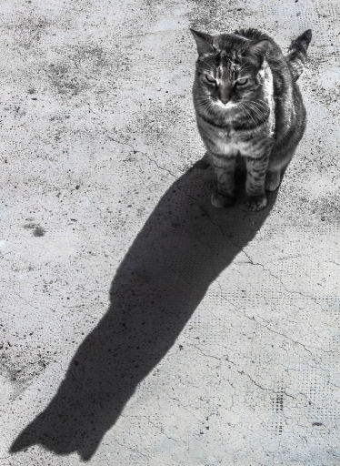 2015-02-23 / SPentaxQR
SPentaxQR [ Animaux de compagnie ]
