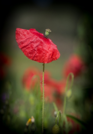 2015-04-12 / olilignan
olilignan [ Fleurs ]
