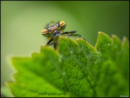 2015-04-23 / Mickmac
Mickmac [ Macro et proxi-photo ]
