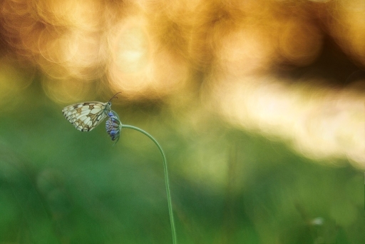 2015-07-07 / Olilignan
olilignan [ Macro et proxi-photo ]
