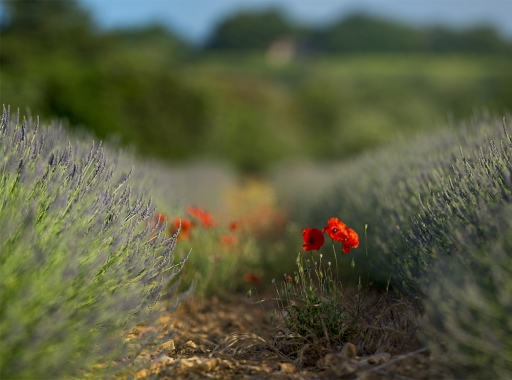 2015-07-23 / elficologue
elficologue [ Fleurs ]

