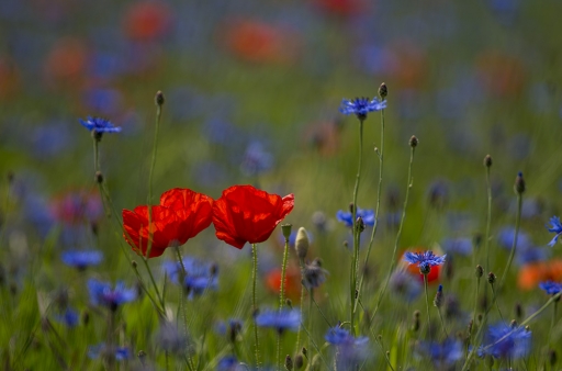 2015-07-26 Elficologue
Elficologue [ Fleurs ]
