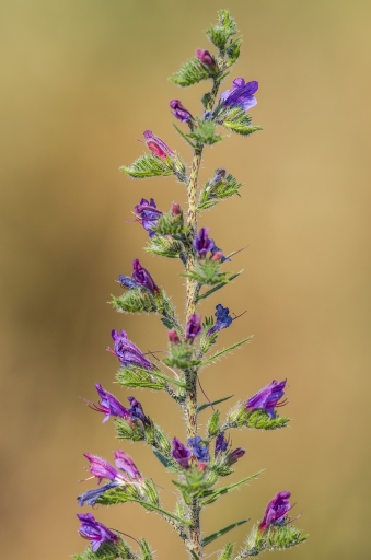 2015-08-03 / SPentaxQR
SPentaxQR [ Fleurs ]
