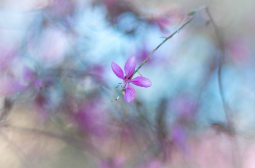 2015-11-23 / Olilignan
Olilignan [Flore et Botanique ]
