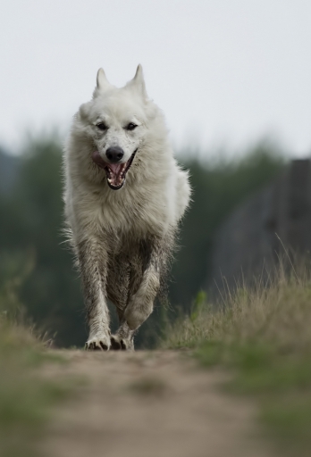 2016-01-04 / deche
deche [Animaux domestiques ou captifs]
