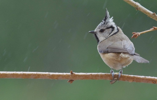 2016-02-01 / papy57
papy57 [Faune sauvage] 

