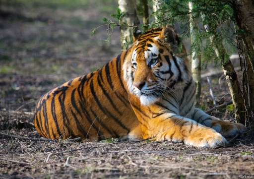 2016-03-21 Mickmac
Mickmac [Animaux domestiques ou captifs]
