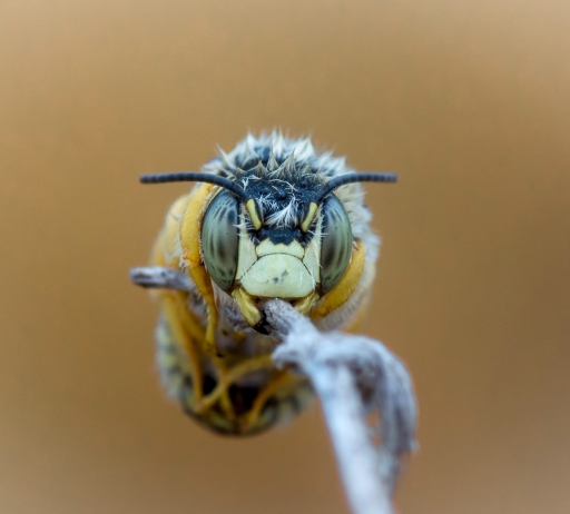 2016-07-24 Olilignan
Olilignan Les macros d'Oli
