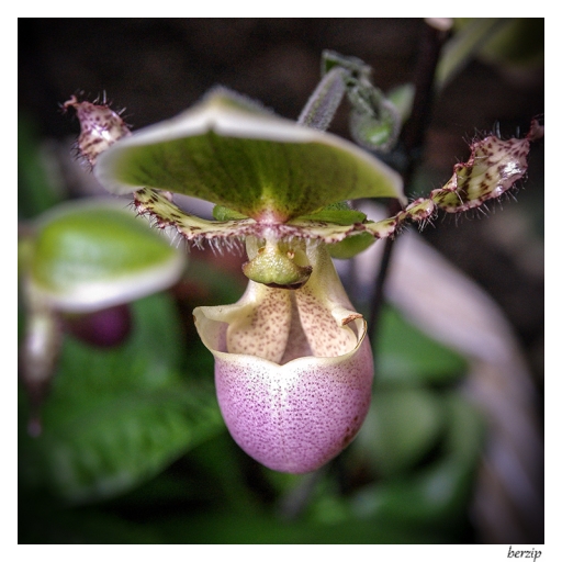 2015-02-28 / Berzip
Berzip [ Fleurs ]
