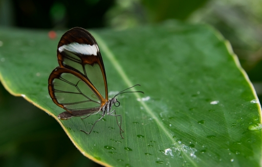 2017-09-10 neosilencers
neosilencers [Macro et proxiphotographie nature]
