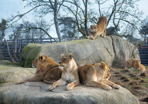 2017-12-01 Mickmac
Mickmac  [Animaux domestiques ou captifs]
