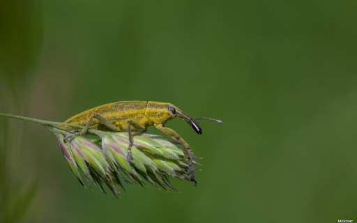 2015-06-02 Mickmac
Mickmac [Macro et proxiphotographie nature]
