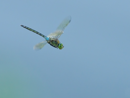 2018-07-12 Olilignan
Olilignan   [Macro et proxiphotographie nature]
