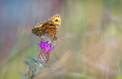 2018-08-02 Kobaia
Kobaia  [Macro et proxiphotographie nature]
