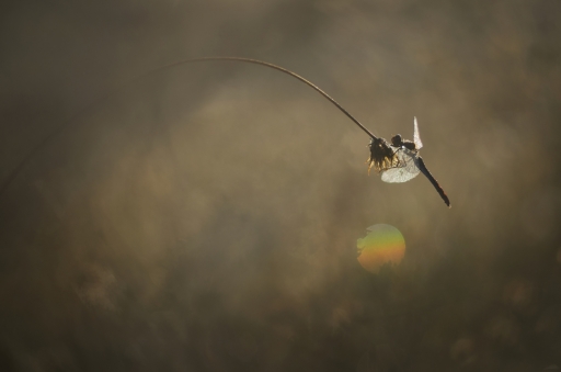 2018-09-18 donlope01
donlope01  Macro et proxiphotographie nature
