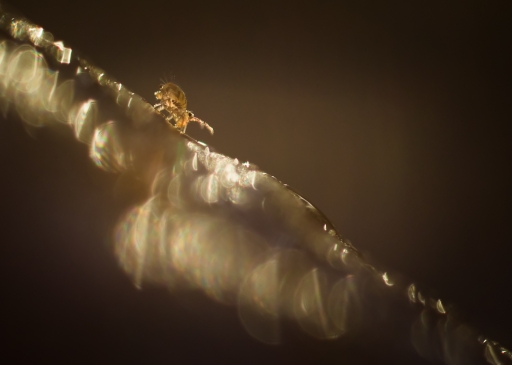 2018-11-29 Olilignan
Olilignan  [Macro et proxiphotographie nature]
