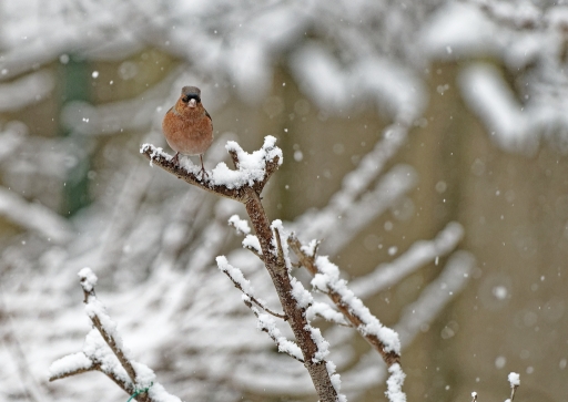 2019-02-22 Hermes
Hermes  Faune sauvage
