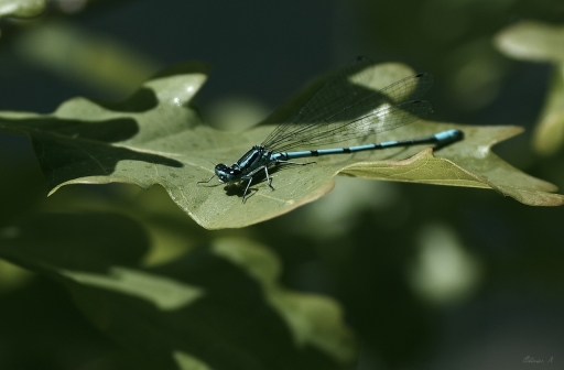 2019-05-18 pilote14
pilote14 [Macro et proxiphotographie nature]
