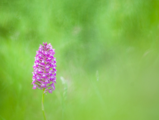 2020-05-22 Olilignan
Olilignan [Flore et Botanique]
